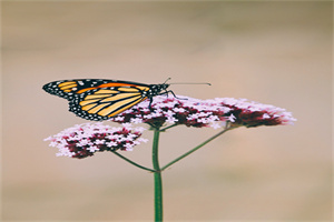 《咏荆轲》陶渊明 《咏荆轲》陶渊明